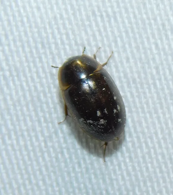 Enochrus