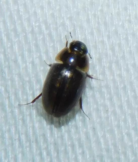 Enochrus