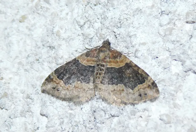 Xanthorhoe ferrugata - kerti tarkaaraszoló