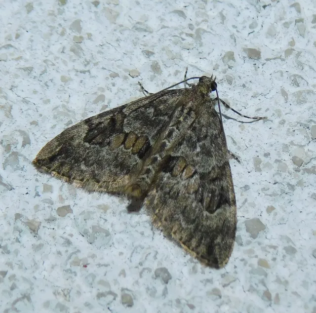 Thera variata/britannica