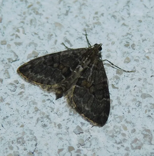 Thera variata/britannica