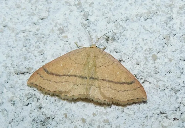 Cyclophora linearia - vonalas pettyesaraszoló