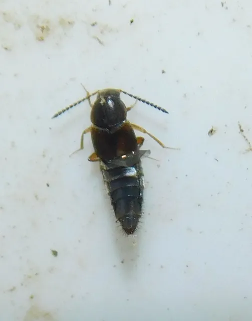 Oxypoda acuminata - közönséges pudvaholyva