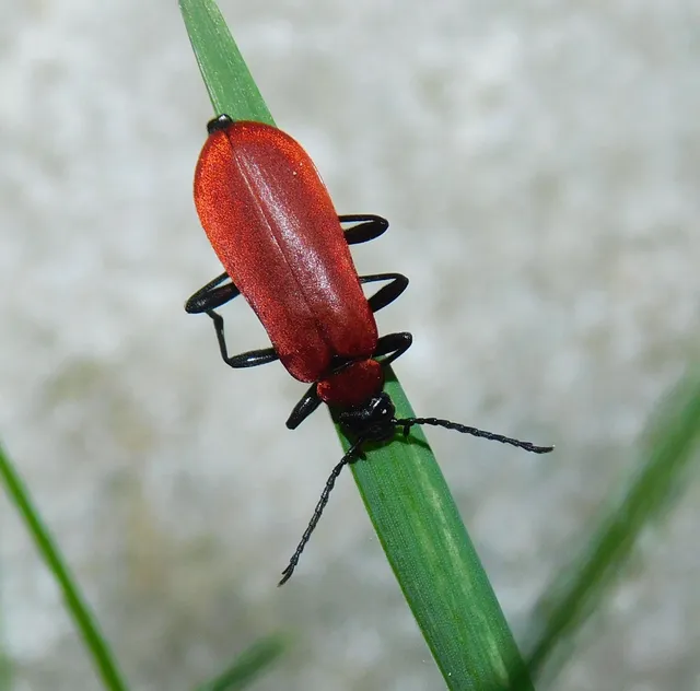 Pyrochroa coccinea - nagy bíborbogár