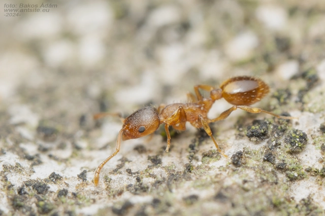 Temnothorax crassispinus - gubacslakó kéreghangya