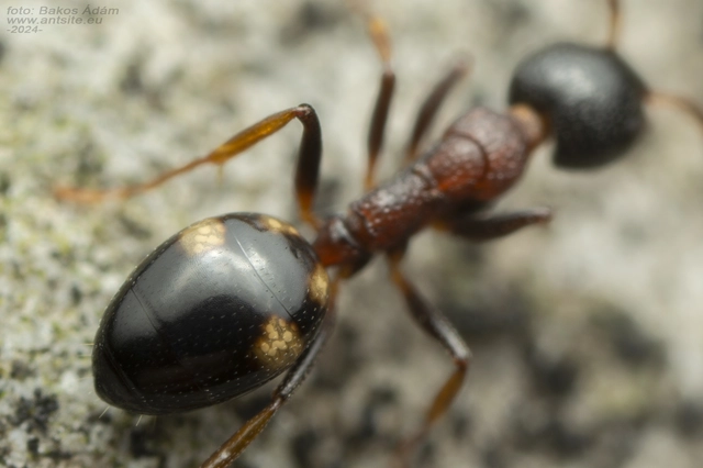 Dolichoderus quadripunctatus - négypettyes erdeihangya