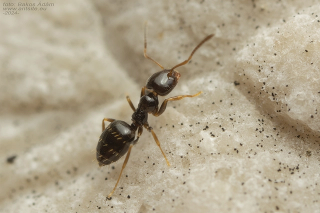Plagiolepis pygmaea - lapos törpehangya
