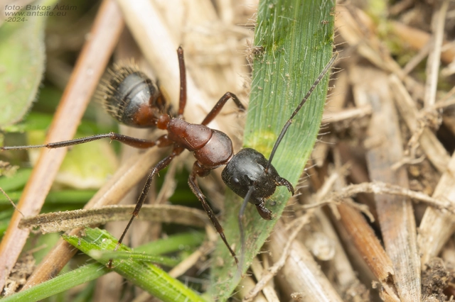 Camponotus ligniperda - faodvasító lóhangya