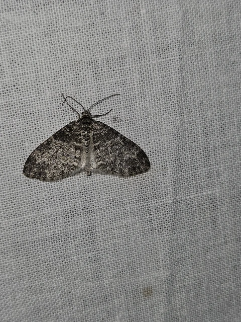 Lobophora halterata - szárnyfüggelékes araszoló