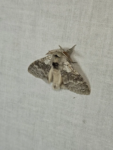 Calliteara pudibunda - hamvasszövő