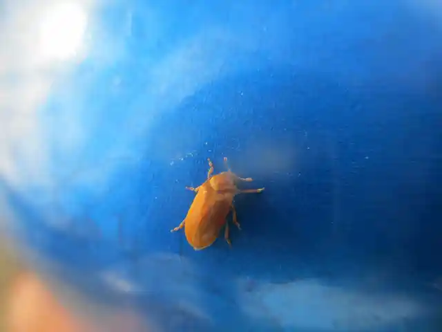 Byturus ochraceus - gyömbérgyökérbogár
