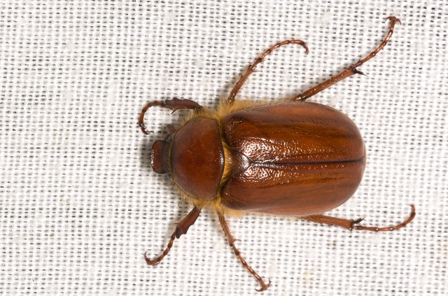 Holochelus aequinoctialis - tavaszeleji cserebogár