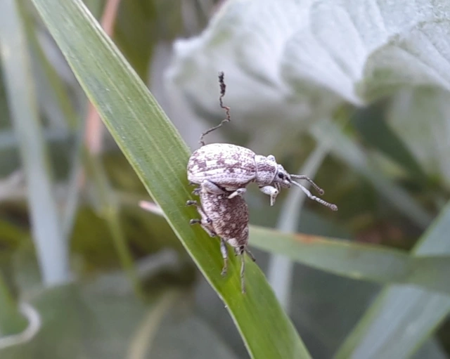 Peritelus familiaris - nagy kendermagbogár