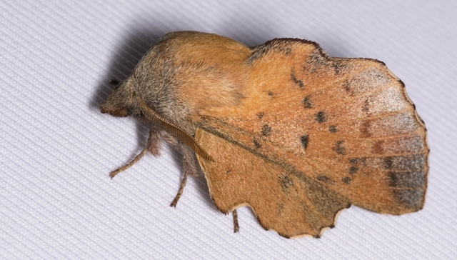Phyllodesma tremulifolia - nyárlevélpohók