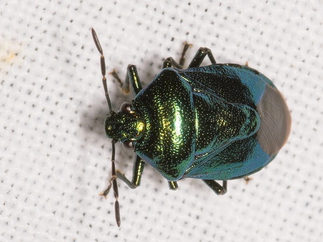 Zicrona caerulea - acélkék poloska Zicrona caerulea - acélkék poloska