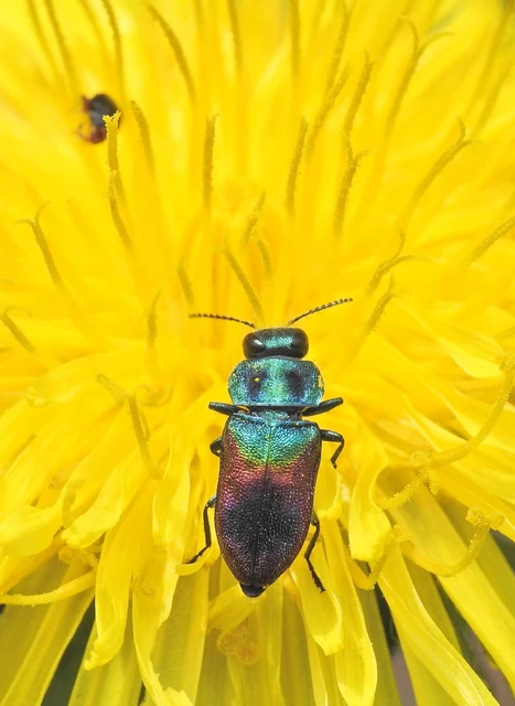 Anthaxia salicis - bíboros virágdíszbogár