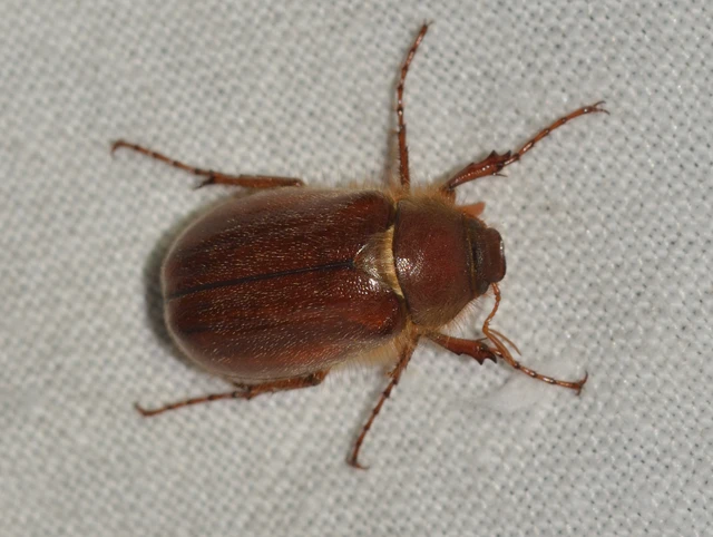 Holochelus vernus - tavaszi cserebogár