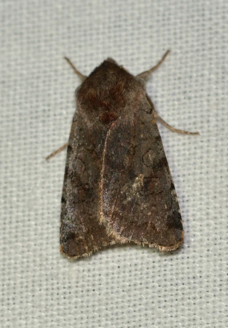 Cerastis rubricosa - vörhenyes tavaszibagoly