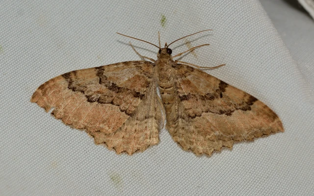 Hydria cervinalis - őzbarna araszoló