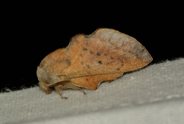 Phyllodesma tremulifolia - nyárlevélpohók