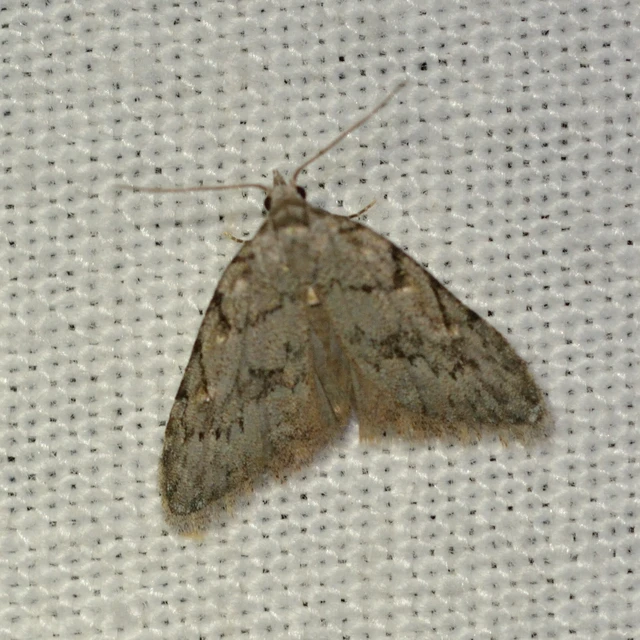 Nola cicatricalis - szürke pamacsosszövő