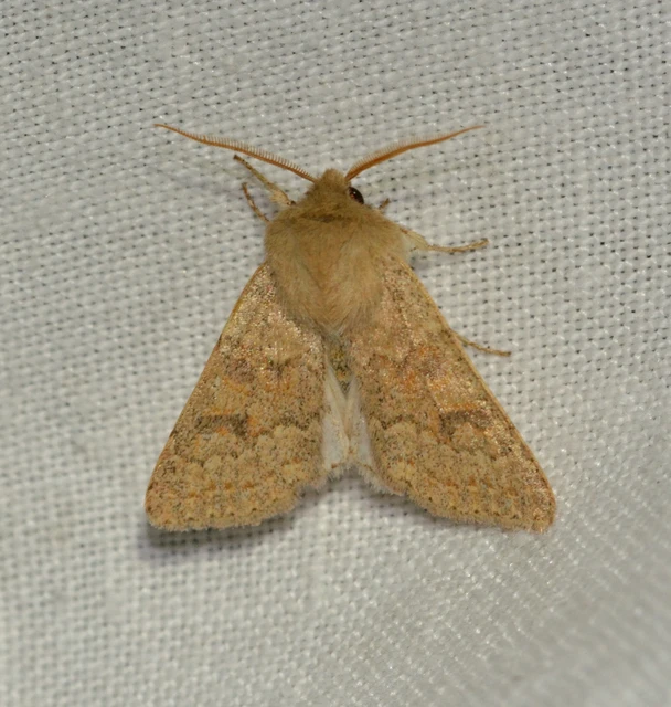 Orthosia miniosa - sárgás barkabagoly