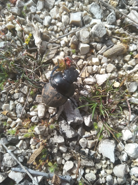 Lethrus apterus - nagyfejű csajkó