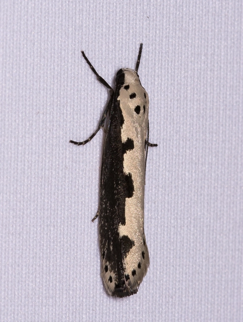 Ethmia bipunctella - kétpettyes feketemoly