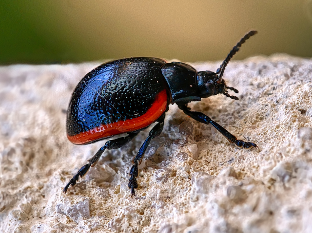 Chrysolina rossia - trapézhátú szegélyeslevelész