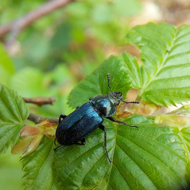 Platycerus caraboides - kis fémesszarvasbogár