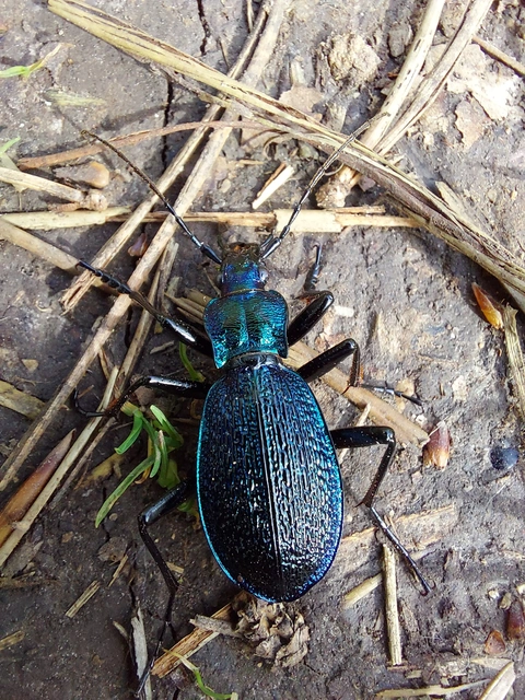 Carabus intricatus - kék laposfutrinka