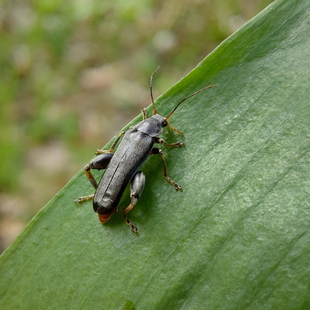 Osphya bipunctata - kétalakú komorka