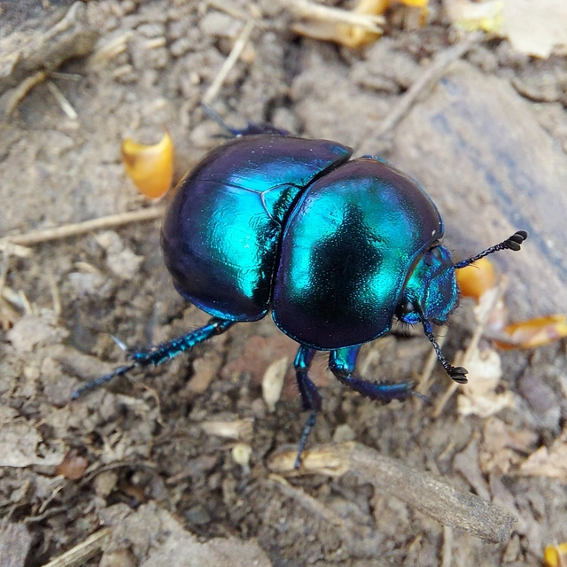 Trypocopris vernalis - tavaszi álganéjtúró