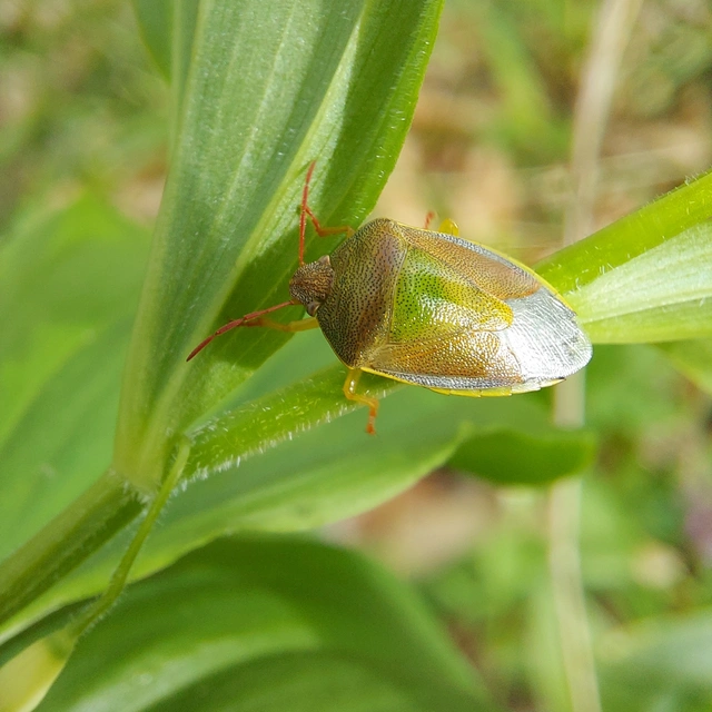 Piezodorus lituratus - bíboros címerespoloska Piezodorus lituratus - bíboros címerespoloska