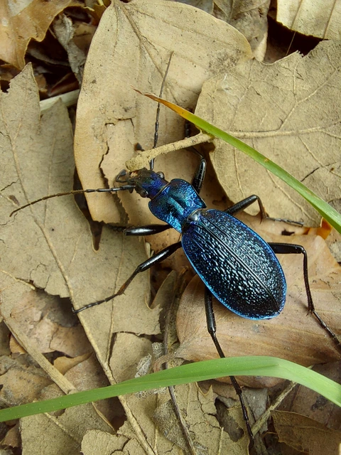 Carabus intricatus - kék laposfutrinka