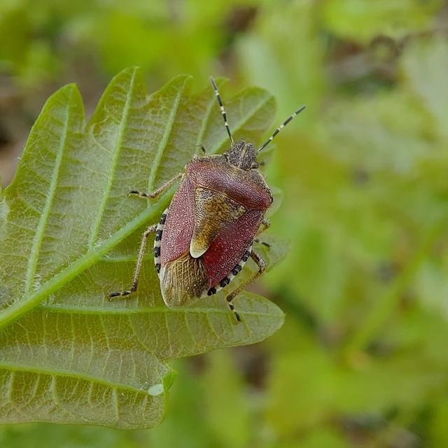 Dolycoris baccarum - közönséges bogyómászó-poloska