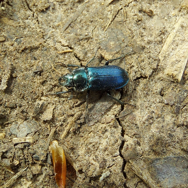 Platycerus caraboides - kis fémesszarvasbogár