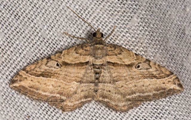 Costaconvexa polygrammata - soksávú araszoló