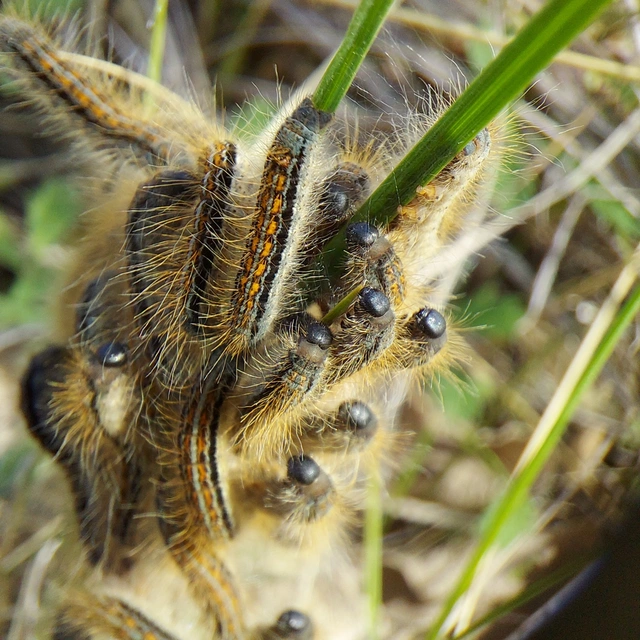 Malacosoma castrensis - kutyatejszövő