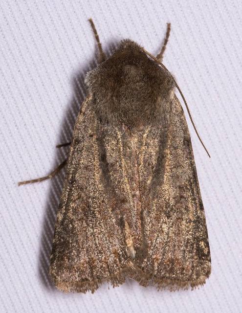 Cerastis rubricosa - vörhenyes tavaszibagoly