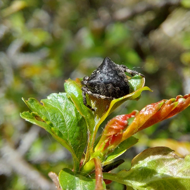 Araneus circe/angulatus