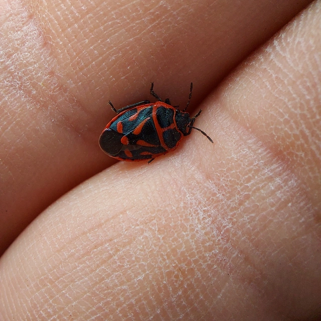 Eurydema fieberi - keresztespoloska