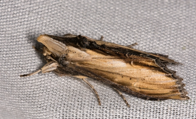 Shargacucullia