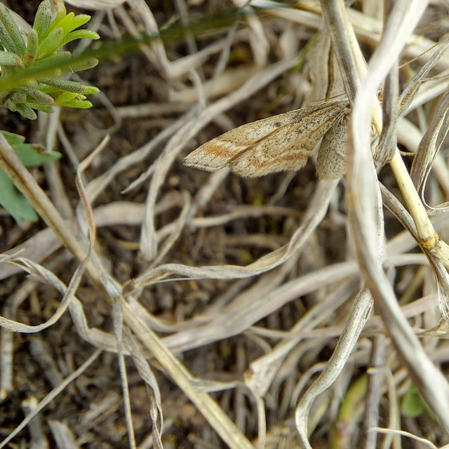 Phibalapteryx virgata - szürke galajaraszoló