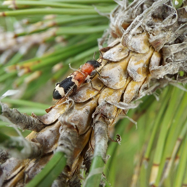 Thanasimus formicarius - vörösnyakú szúfarkas