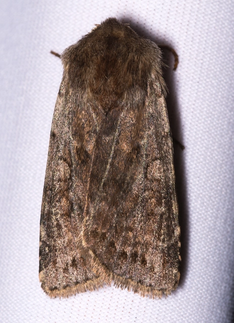 Cerastis rubricosa - vörhenyes tavaszibagoly