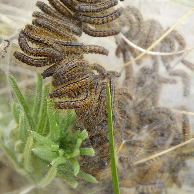 Malacosoma castrensis - kutyatejszövő