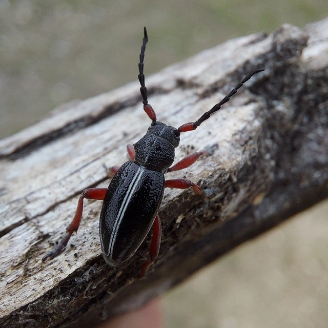 Dorcadion pedestre - kétsávos gyalogcincér