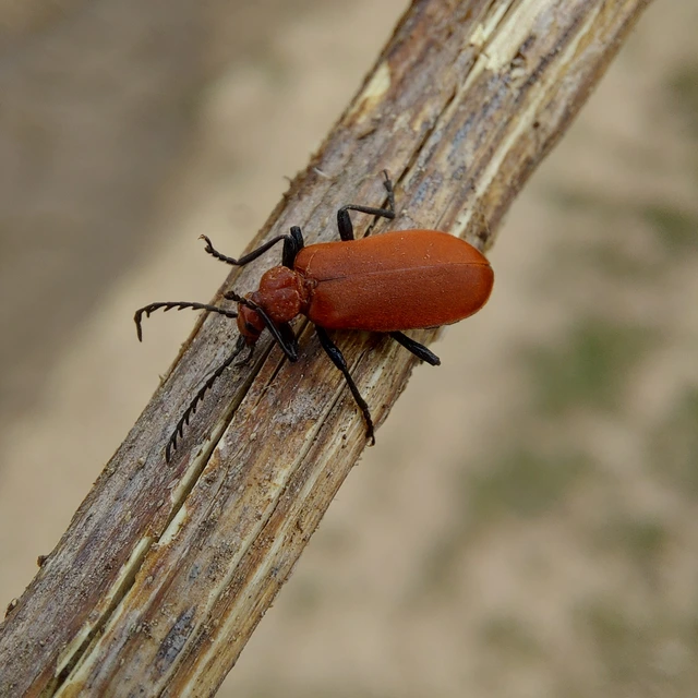 Pyrochroa serraticornis - közép-bíborbogár
