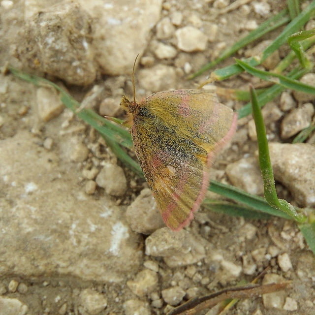 Lythria purpuraria - bíborsávos araszoló